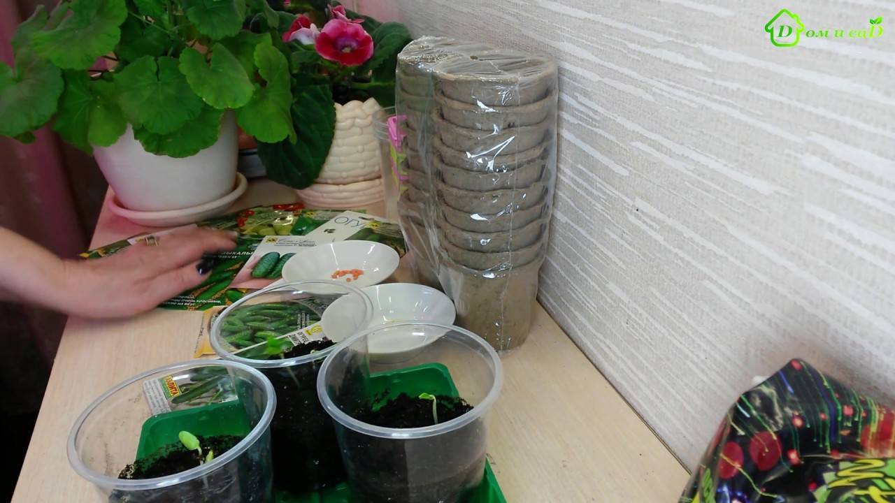 Как посеять огурцы на рассаду: пошаговый мастер-класс