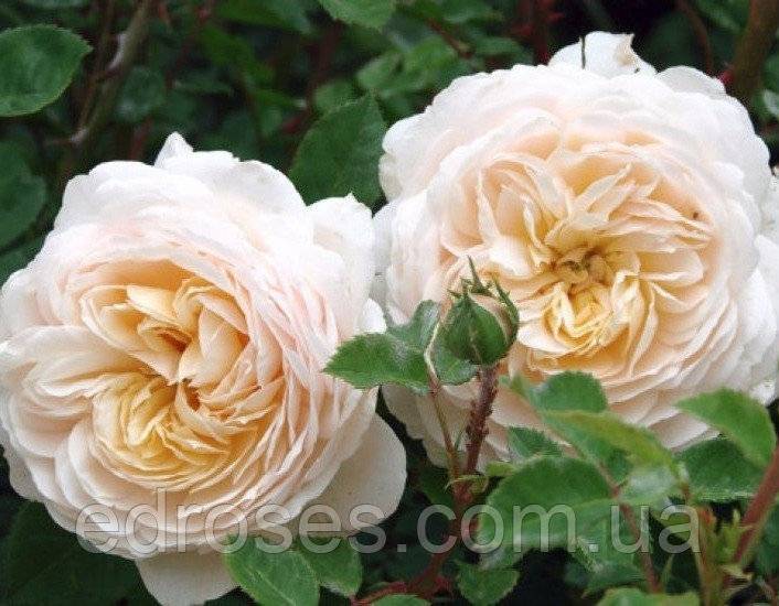 Роза «крокус роуз»: история сорта, выращивание и уход