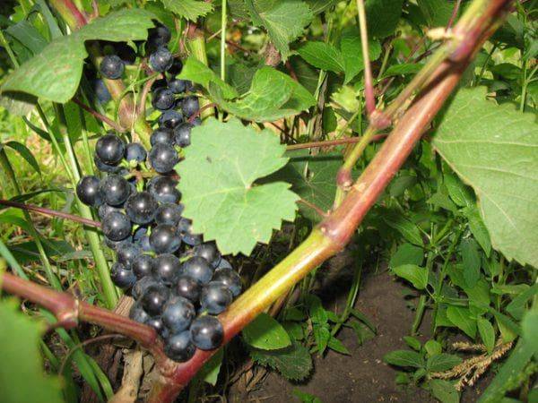 Сорт винограда «плевен»: мускатный и устойчивый («августин»)