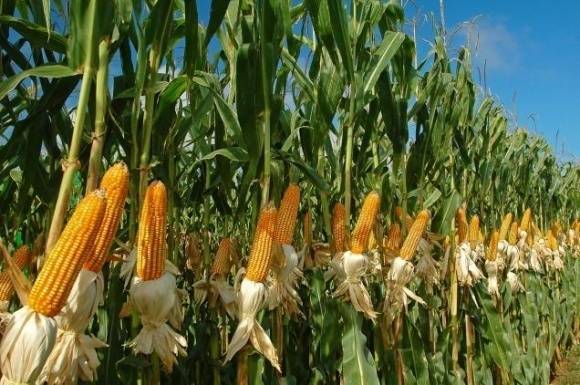 Уборка кукурузы на зерно и силос: сроки, способы, инструкции