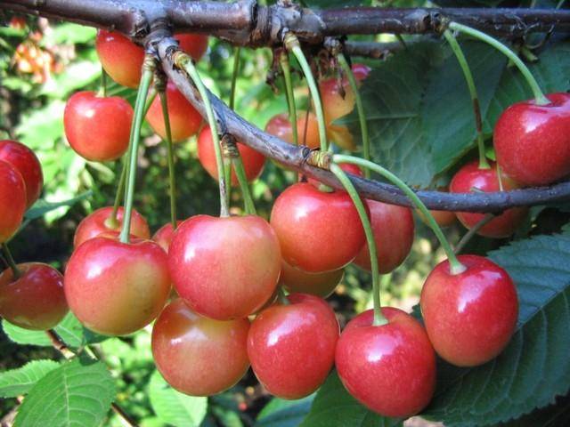 Войлочная вишня в саду – все о посадке, выращивании, обрезке и размножении