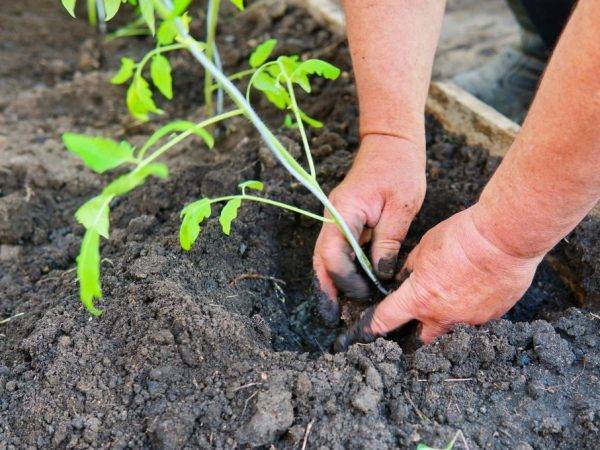 Томат аурия: характеристика сорта и особенности выращивания