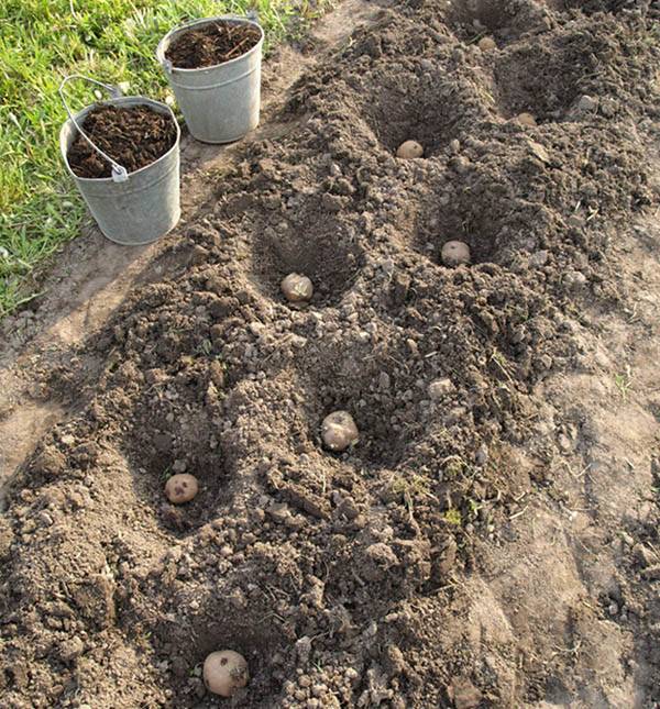 Удобрения для картофеля при посадке в лунку - виды удобрения и как правильно удобрять
