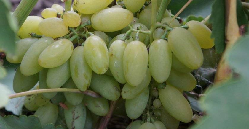 Сверхранний и устойчивый к болезням виноград «элегант»