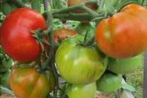 Характеристики и описание сорта томата денежный мешок, его урожайность