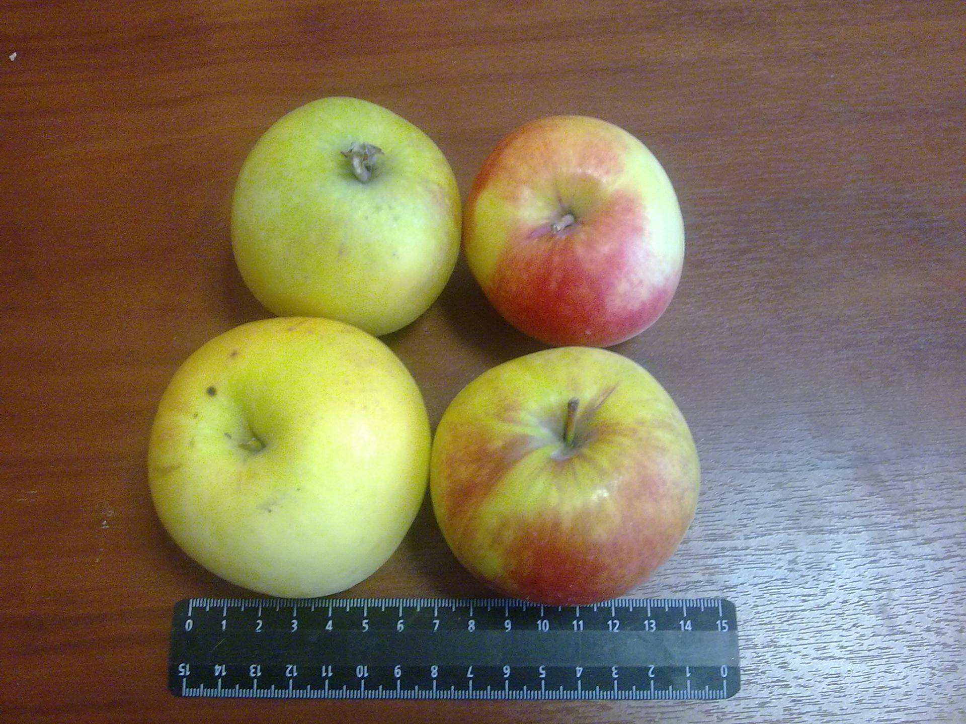 Описание яблони северный синап – фото, отзывы, правила выращивания сорта