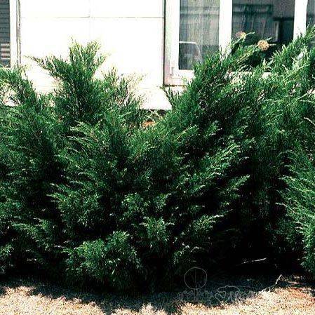 Можжевельник обыкновенный суецика (juniperus communis suecica)
