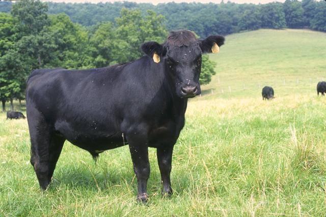 Описание красно-пестрой породы коров, преимущества и правила кормления