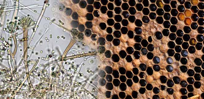 Чем лечить каменный расплод у пчел?