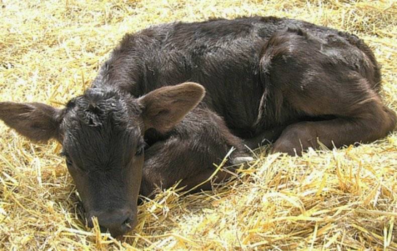 Почему быки едят землю: причины, что делать