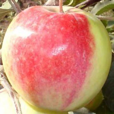 Секреты яблоневого сада в сибири. посадка