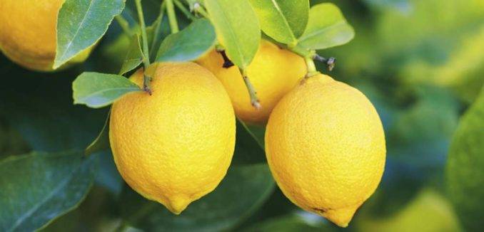 Всё ли вы знаете о лимоне: основные сорта этого цитруса