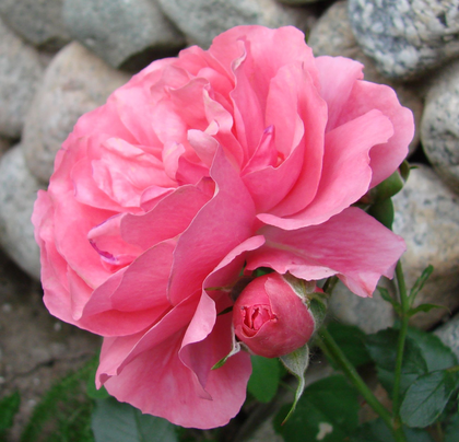 Роза лагуна