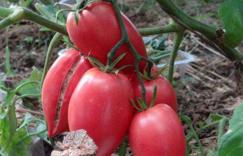 Сорта томатов: кенигсберг