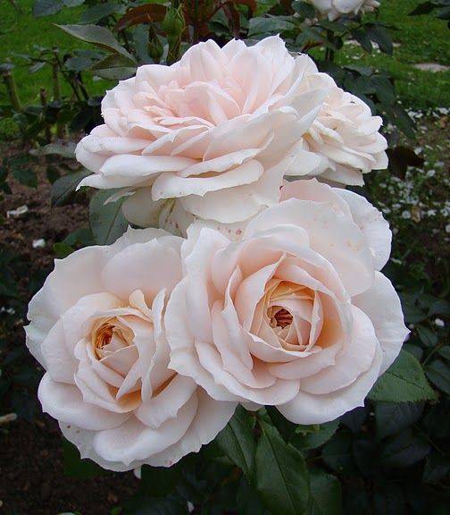 Неприхотливая романтика: как вырастить розы мидсаммер?