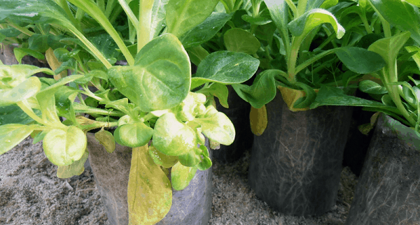 Болезни петунии – ищем лучшее лекарство для цветов