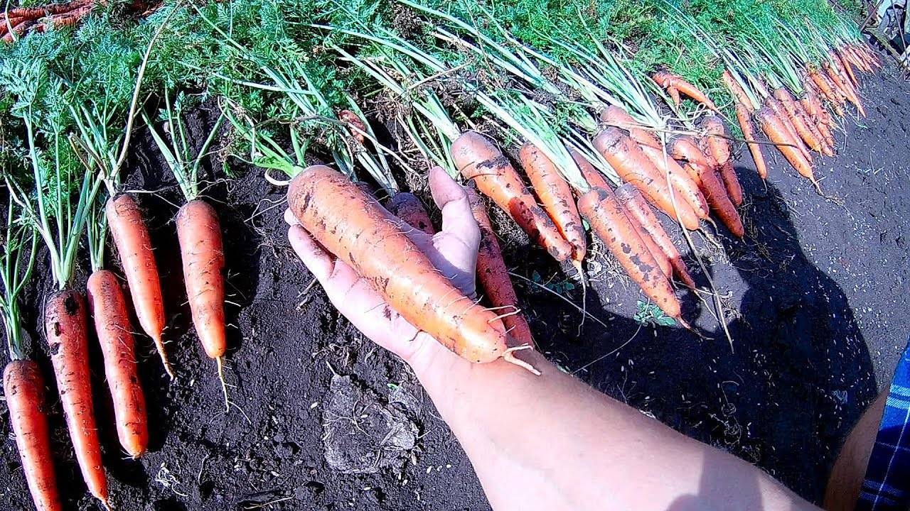 Морковь алтайская лакомка: описание, отзывы, сибирский сад, фото урожайности