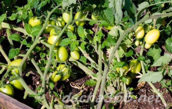 Томат "челнок": характеристика, описание, урожайность сорта, фото и видео, особенности выращивания помидор