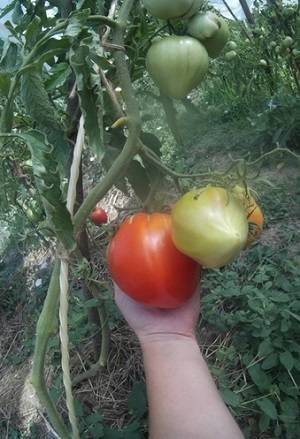 Сорт для детей и взрослых — томат сахар белый: описание помидоров и советы по их выращиванию