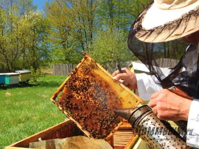 Уход за пчелами с нуля - быть пасеке или не быть