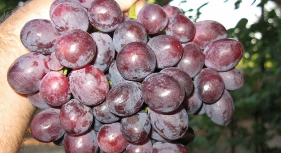 Описание сорта винограда заря несветая