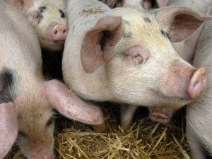 Диагностика и лечение пастереллеза свиней