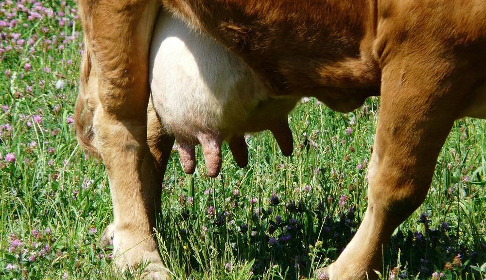 Как проявляется мастит у коровы и какие методы его лечения?
