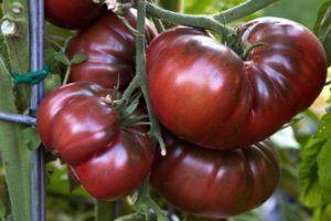 Томат гроздевой f1: описание и характеристика сорта