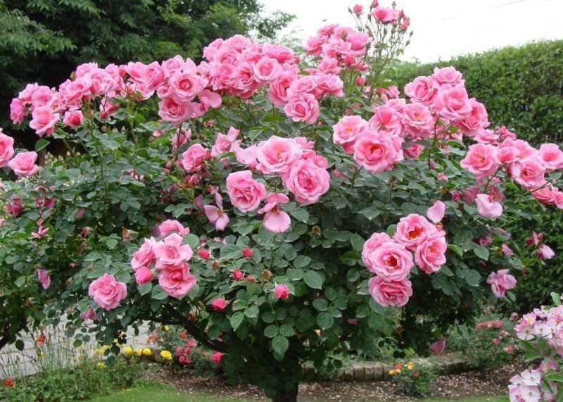 О розе эксцельза (excelsa): описание и характеристики сорта плетистой розы