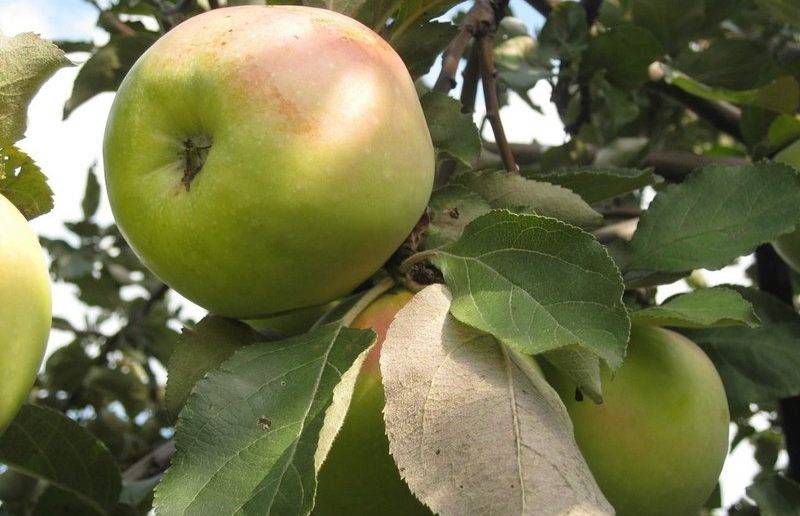 Выращивание яблони сорта антоновка