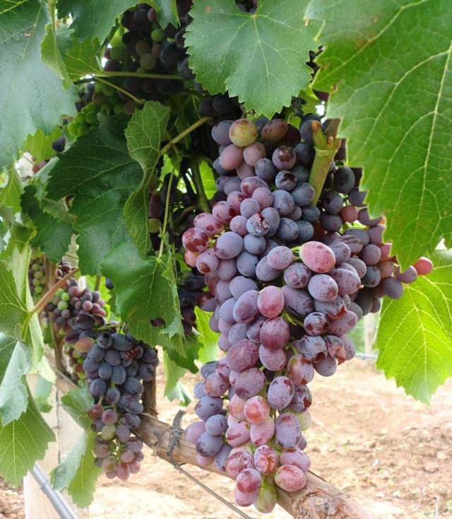 Описание и особенности винограда сорта «юпитер» сша