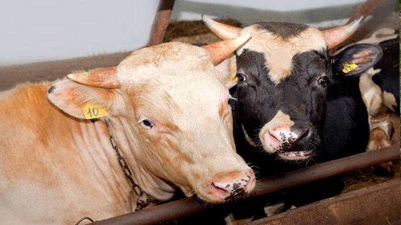Быстрый откорм быков: правила составления рациона, эффективные программы, использование добавок
