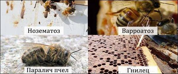 Лечение нозематоза у пчел