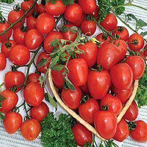 Низкорослые томаты черри 
