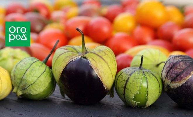 Физалис овощной и ягодный  — какой на вкус