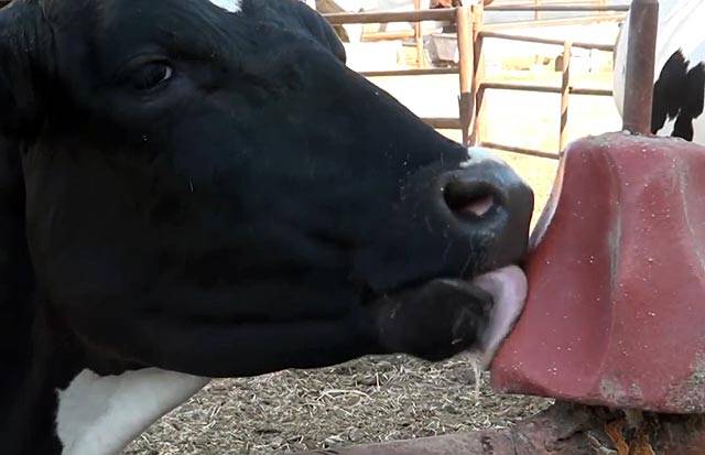 Как и чем лечить авитаминоз у коров (телят)