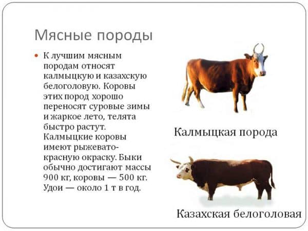 Казахская белоголовая порода коров | животноводство