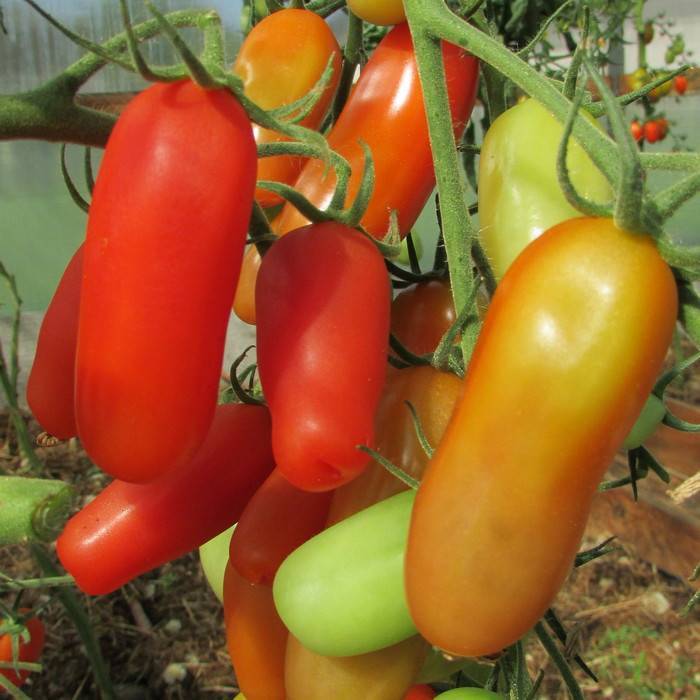 Сортовые особенности томата фляшен