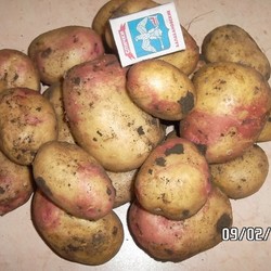 Описание и характеристики картофеля сорта тимо