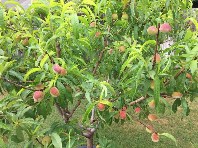 Персик воронежский кустовой: реальное растение или рекламное описание