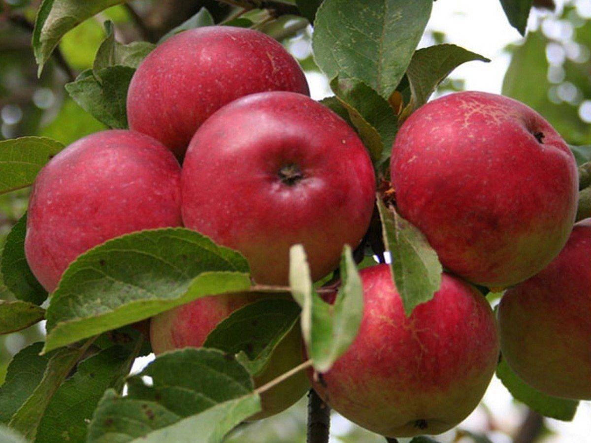 Яблоня лобо: описание сорта и фото, характеристики