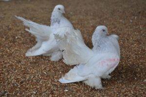 Статные голуби: описание породы, фото