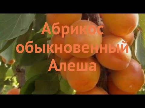 Сорт абрикоса академик