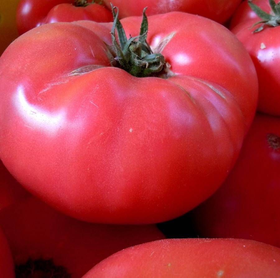 Признанный любимец среди огородников — томат «розовые щечки»