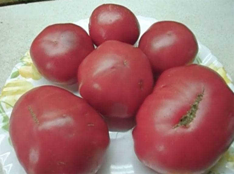 Характеристика и описание сорта томата московский деликатес, его урожайность