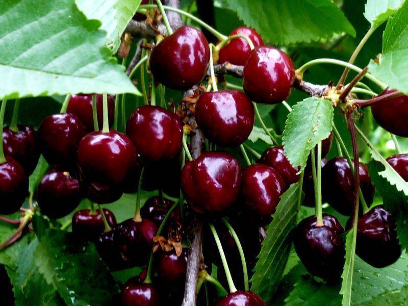 Черешня рубиновая — описание сорта, фото, отзывы садоводов