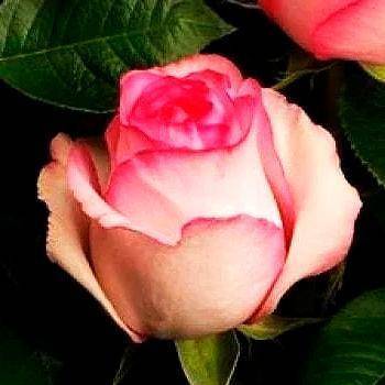 Роза белла вита — настоящая королева сада