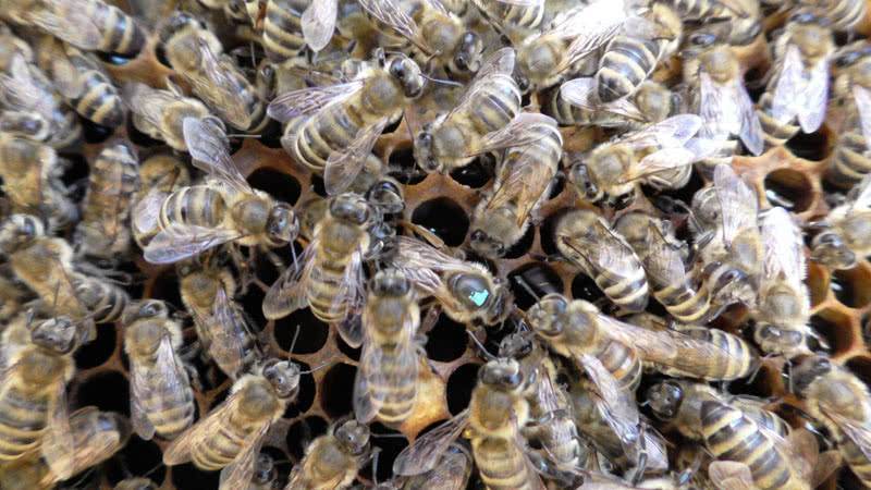 Особенности и характеристики среднерусской пчелы