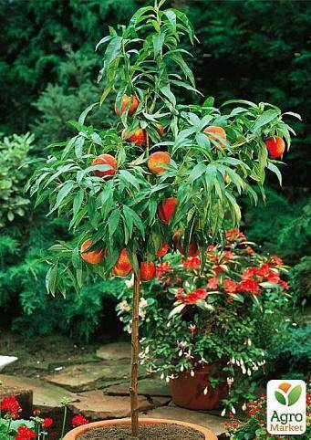 Выращивание колоновидного персика: посадка и уход, как правильно обрезать