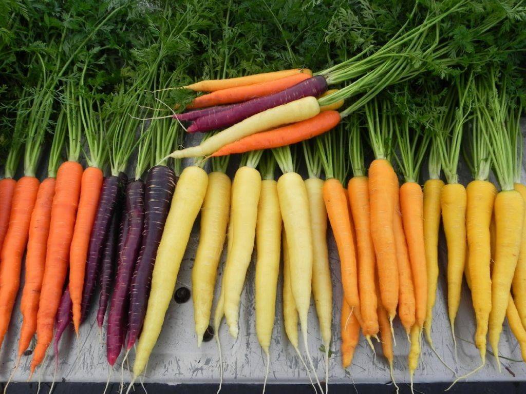 Лучшие сорта моркови для зимнего хранения